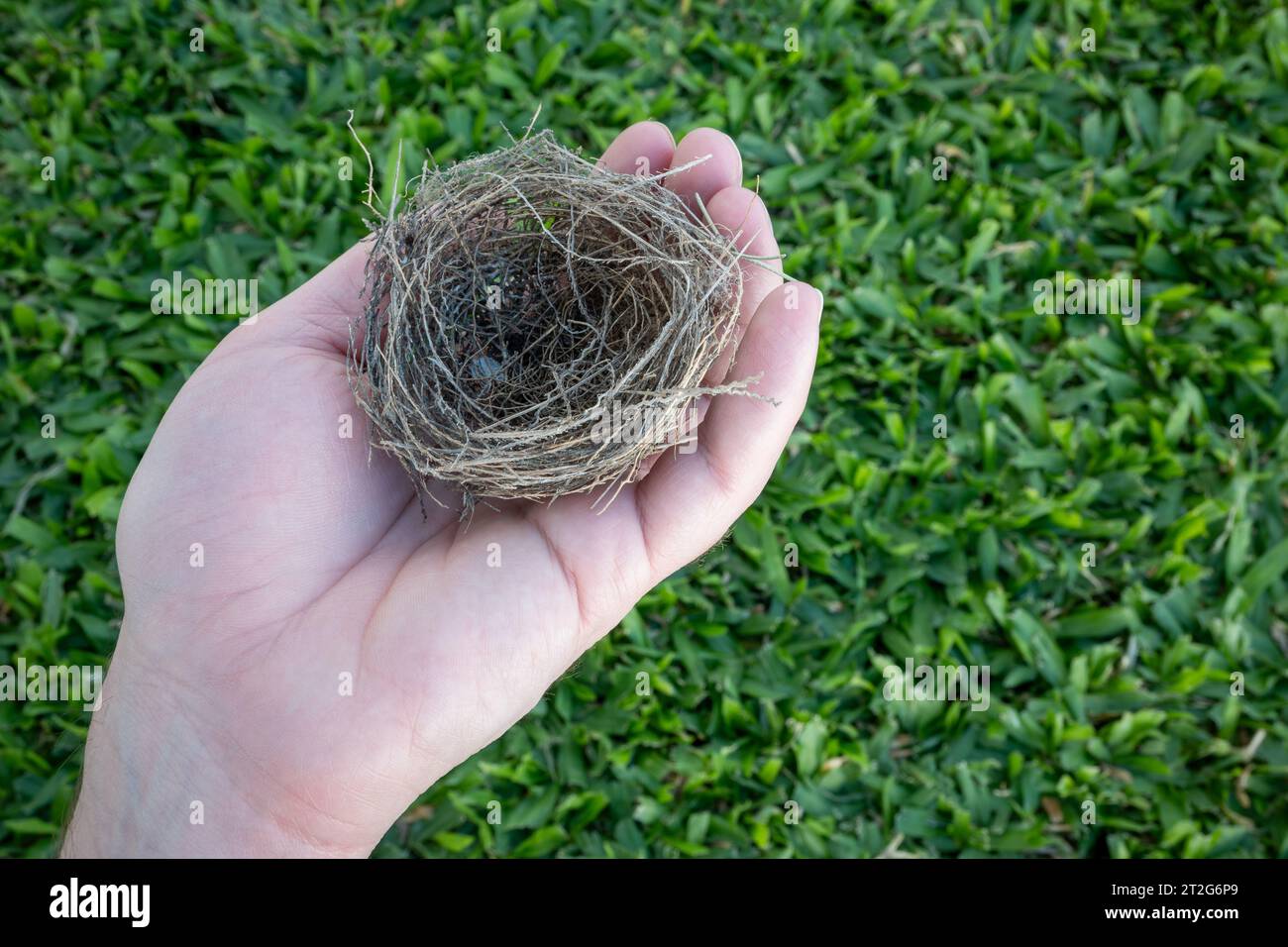 Die Hand einer Person, die ein Vogelnest auf einem sehr grünen Grasgrund hält. Stockfoto