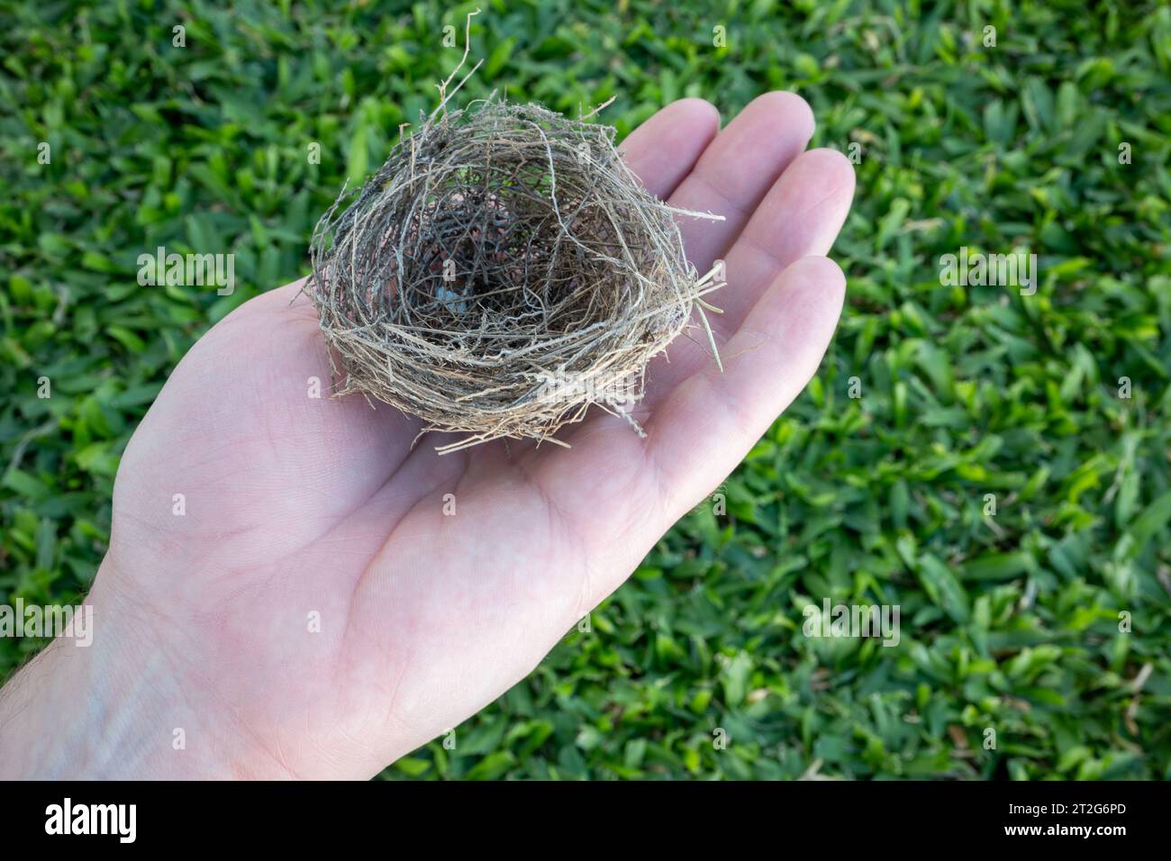 Die Hand einer Person, die ein Vogelnest auf einem sehr grünen Grasgrund hält. Stockfoto