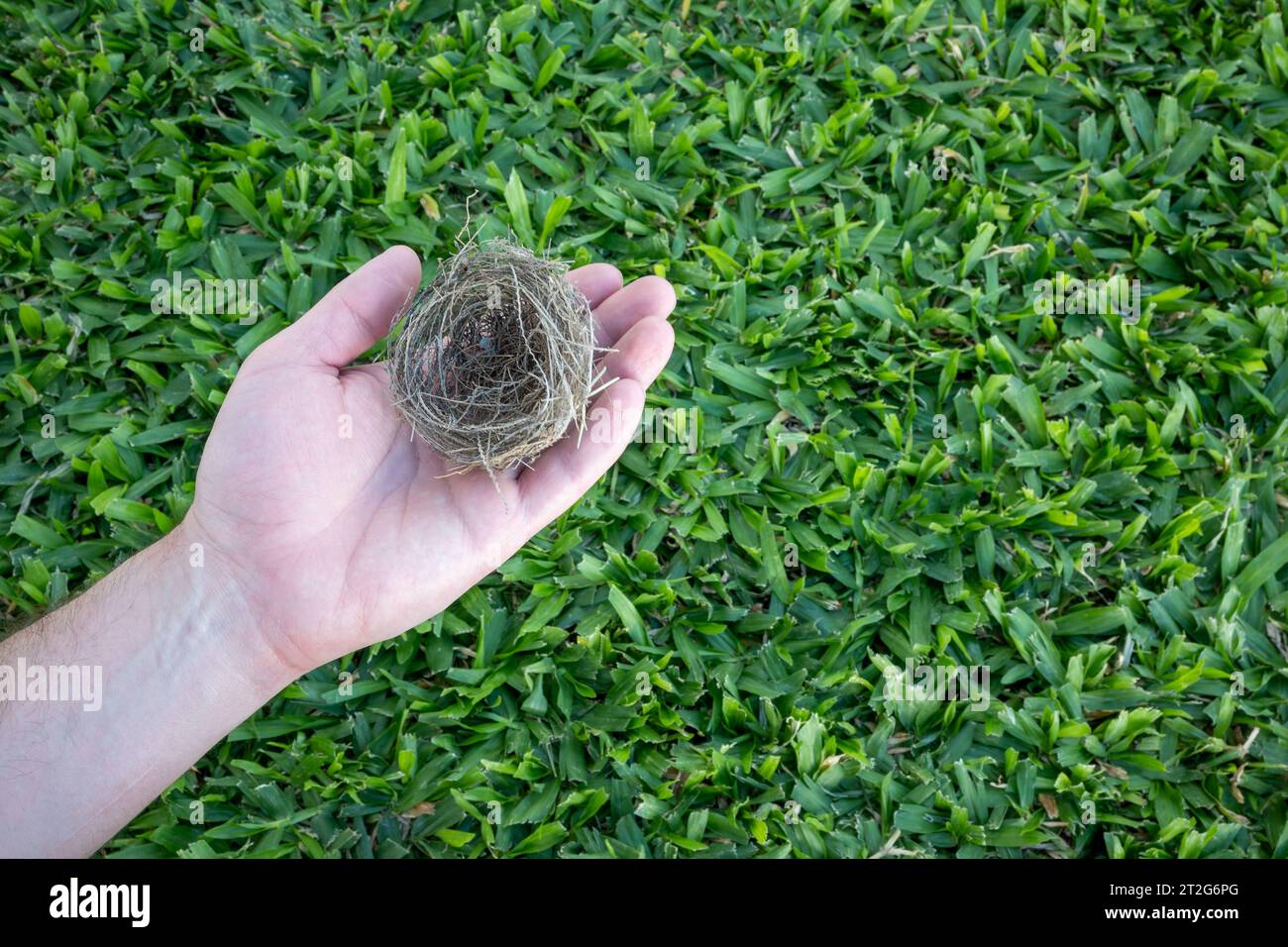 Die Hand einer Person, die ein Vogelnest auf einem sehr grünen Grasgrund hält. Stockfoto