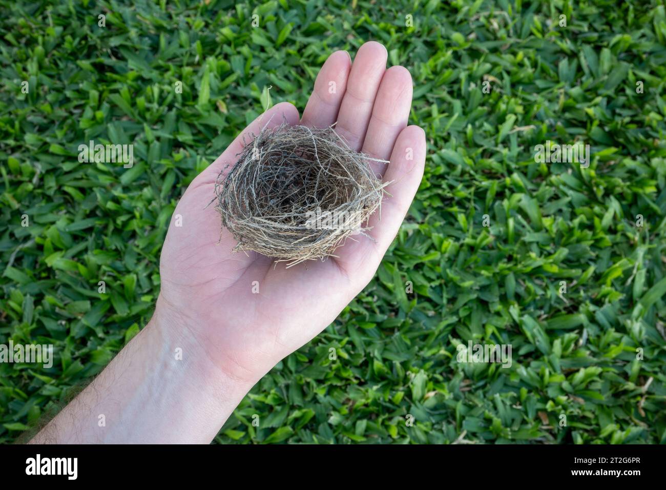 Die Hand einer Person, die ein Vogelnest auf einem sehr grünen Grasgrund hält. Stockfoto