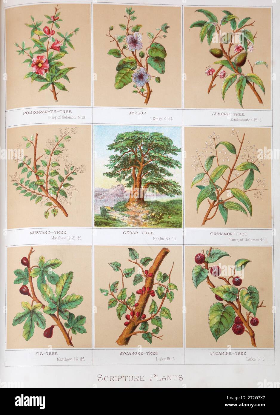 Illustrationen von Bibelpflanzen aus der Bibel des 19. Jahrhunderts - die selbstinterpretierende Familienbibel mit altem und neuem Testament von Reverand J. Stockfoto
