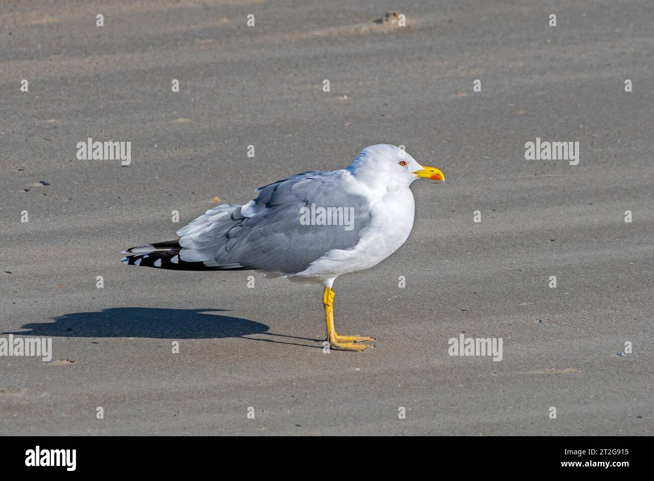 Gelbbeinmöwe (Larus michahellis / Larus argentatus michaellis), die im Herbst am Sandstrand entlang der Nordseeküste ruht Stockfoto