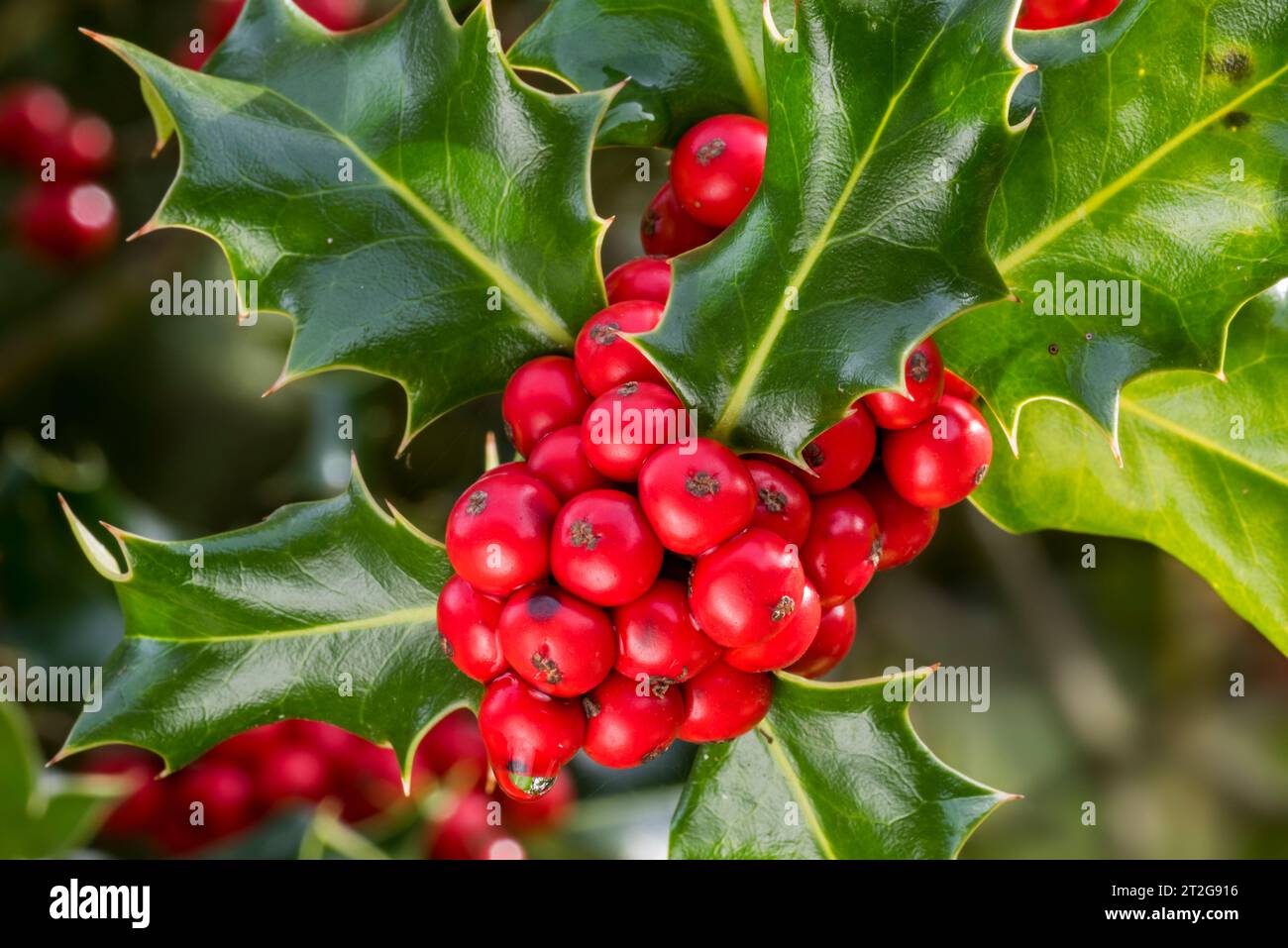 Gemeinsame stechpalme / Englische stechpalme / Europäische stechpalme / weihnachtsstechpalme (Ilex aquifolium) Nahaufnahme von immergrünen Blättern und roten Beeren / Drupes im Herbst Stockfoto