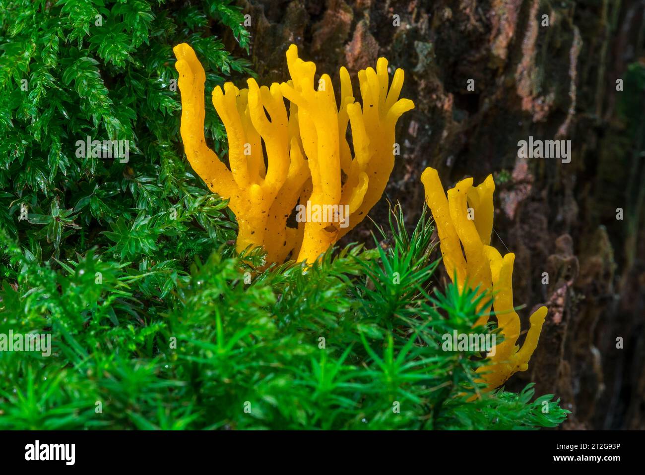 Gelbes Stagshorn (Calocera viscosa), Gelee-Pilz mit typischen orangenverzweigten Basidiokarpfen, die auf verfallendem Nadelholz im Herbstwald wachsen Stockfoto