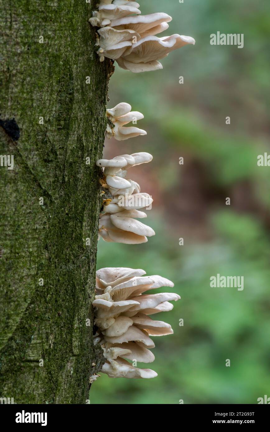 Indische Auster / italienische Auster / phönix-Pilze / Lungenausternpilze (Pleurotus pulmonarius) auf Laubbaumstamm im Wald im Herbst / Herbst Stockfoto