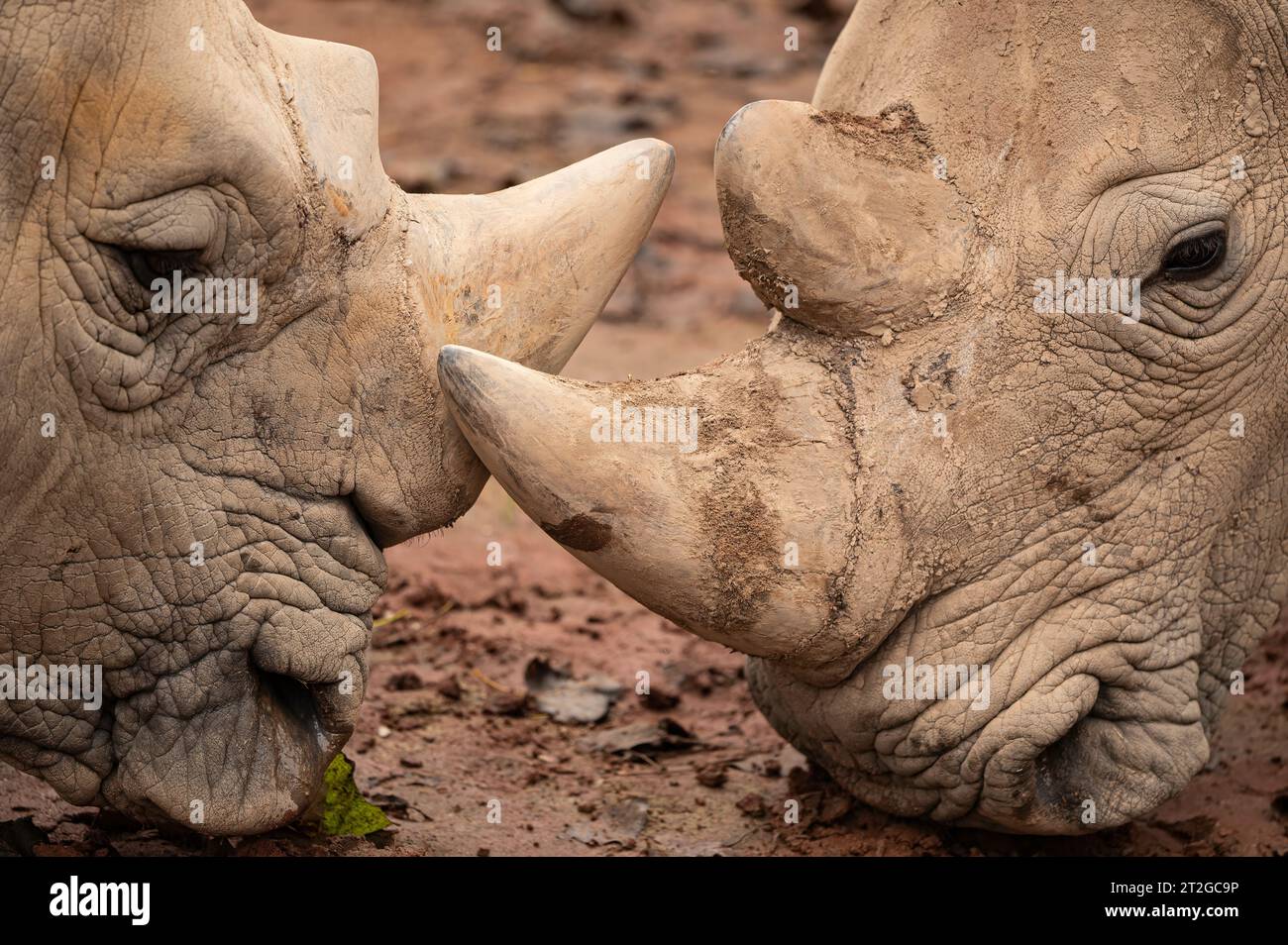 Das Weiße Nashorn, das Weiße Nashorn oder das Vierkantlippnashorn (Ceratotherium simum simum), die größte noch existierende Nashornart. Stockfoto Das Weiße Nashorn, das Weiße Nashorn oder das Vierkantlippnashorn (Ceratotherium simum simum), die größte noch existierende Nashornart. Stockfoto