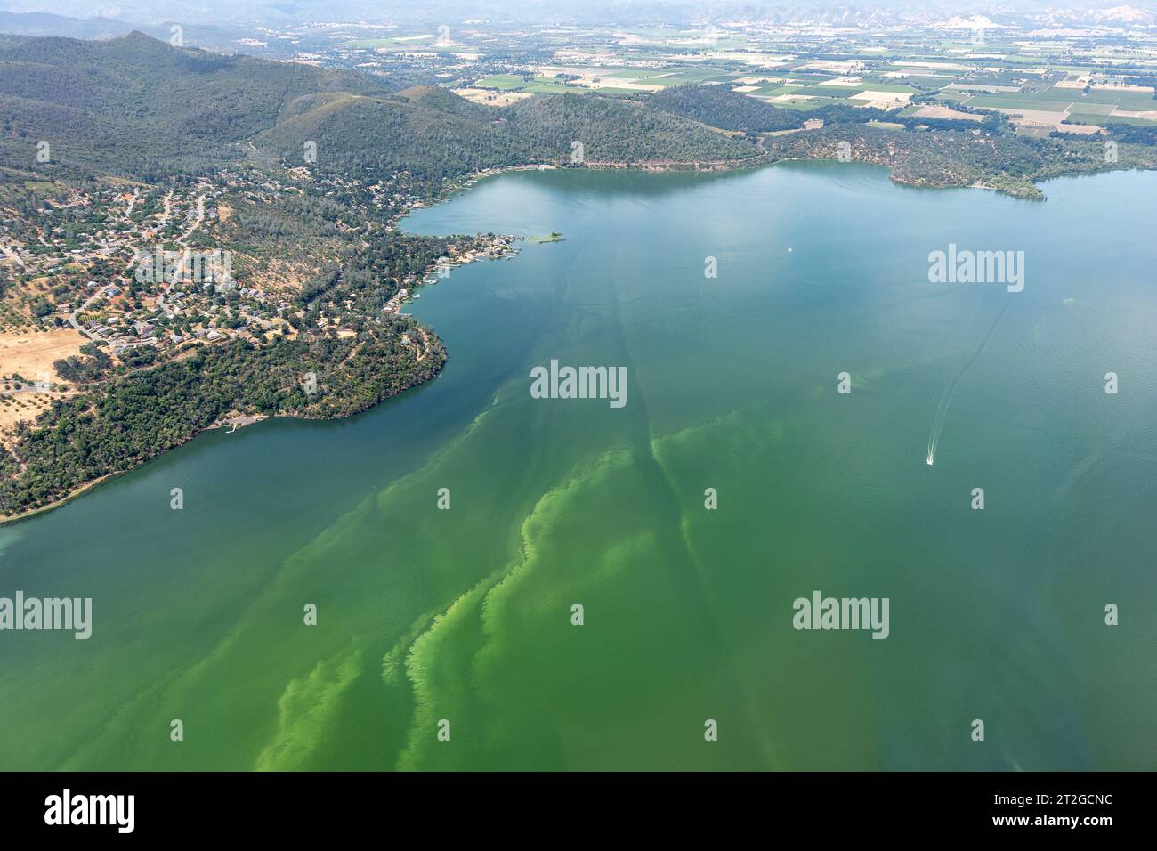 Aus der Vogelperspektive auf grüne Algen im Clear Lake Stockfoto