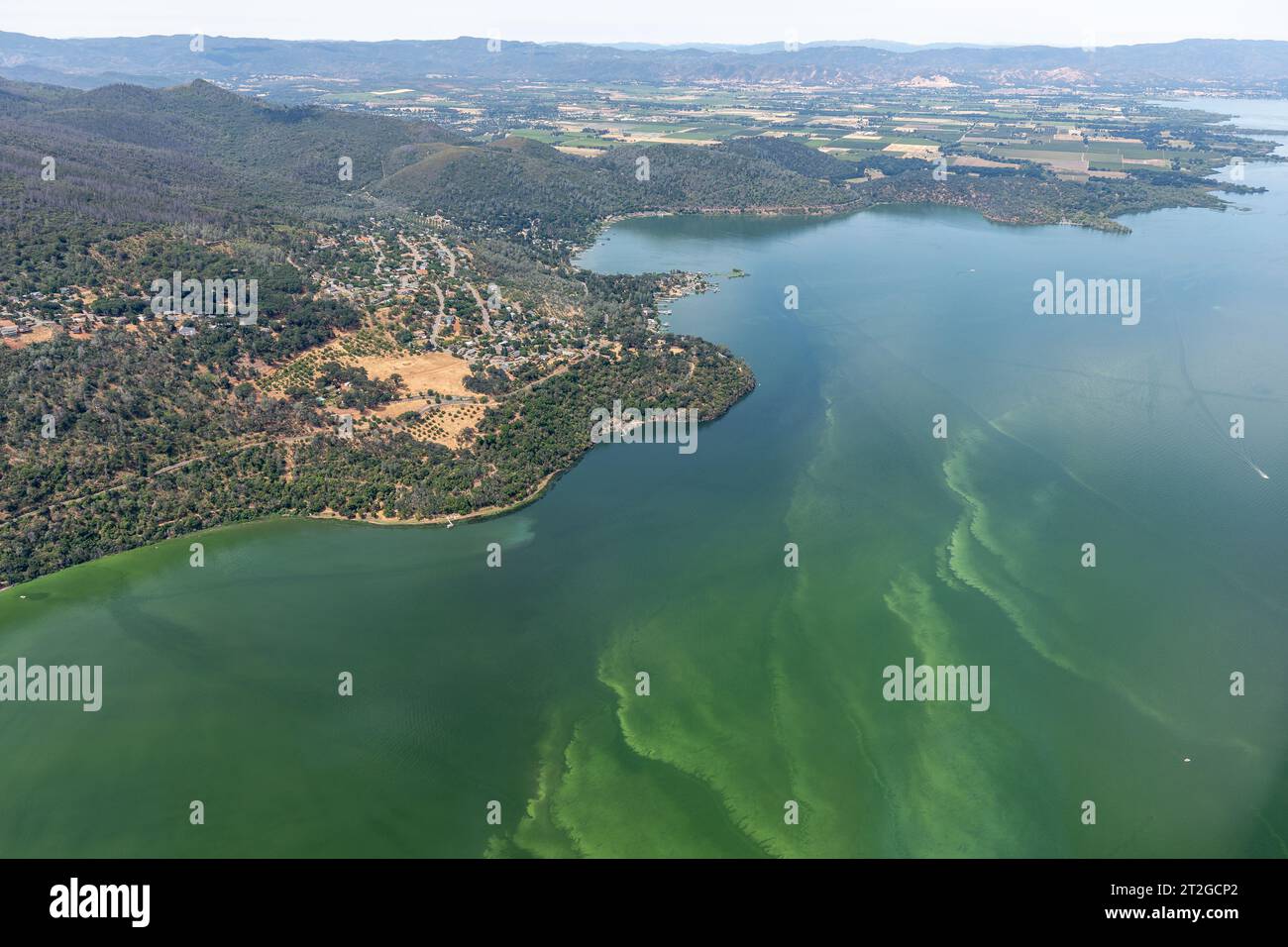 Aus der Vogelperspektive auf grüne Algen im Clear Lake Stockfoto
