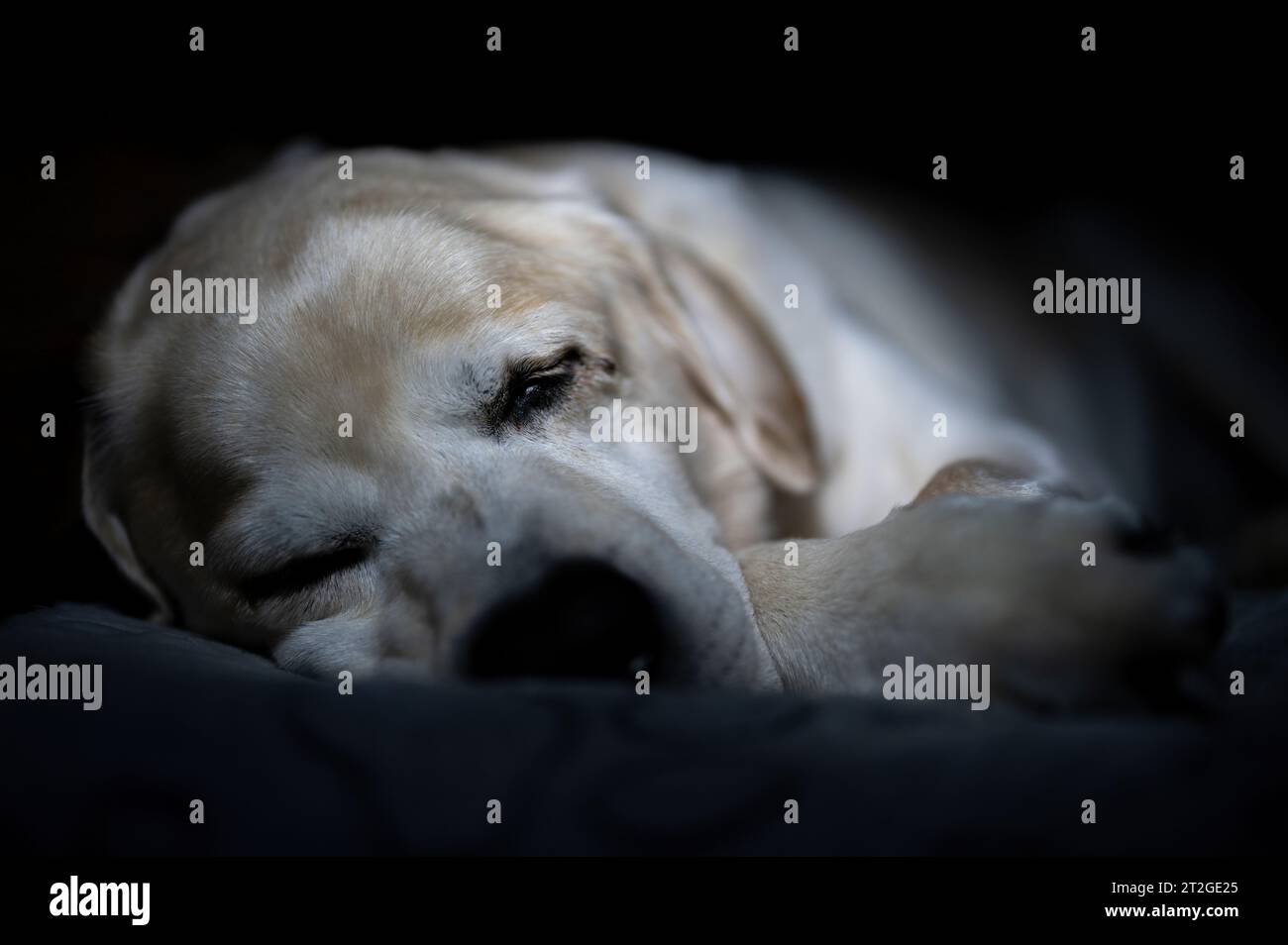 Labrador Retriever ist Amerikas beliebteste Hunderasse. Stockfoto