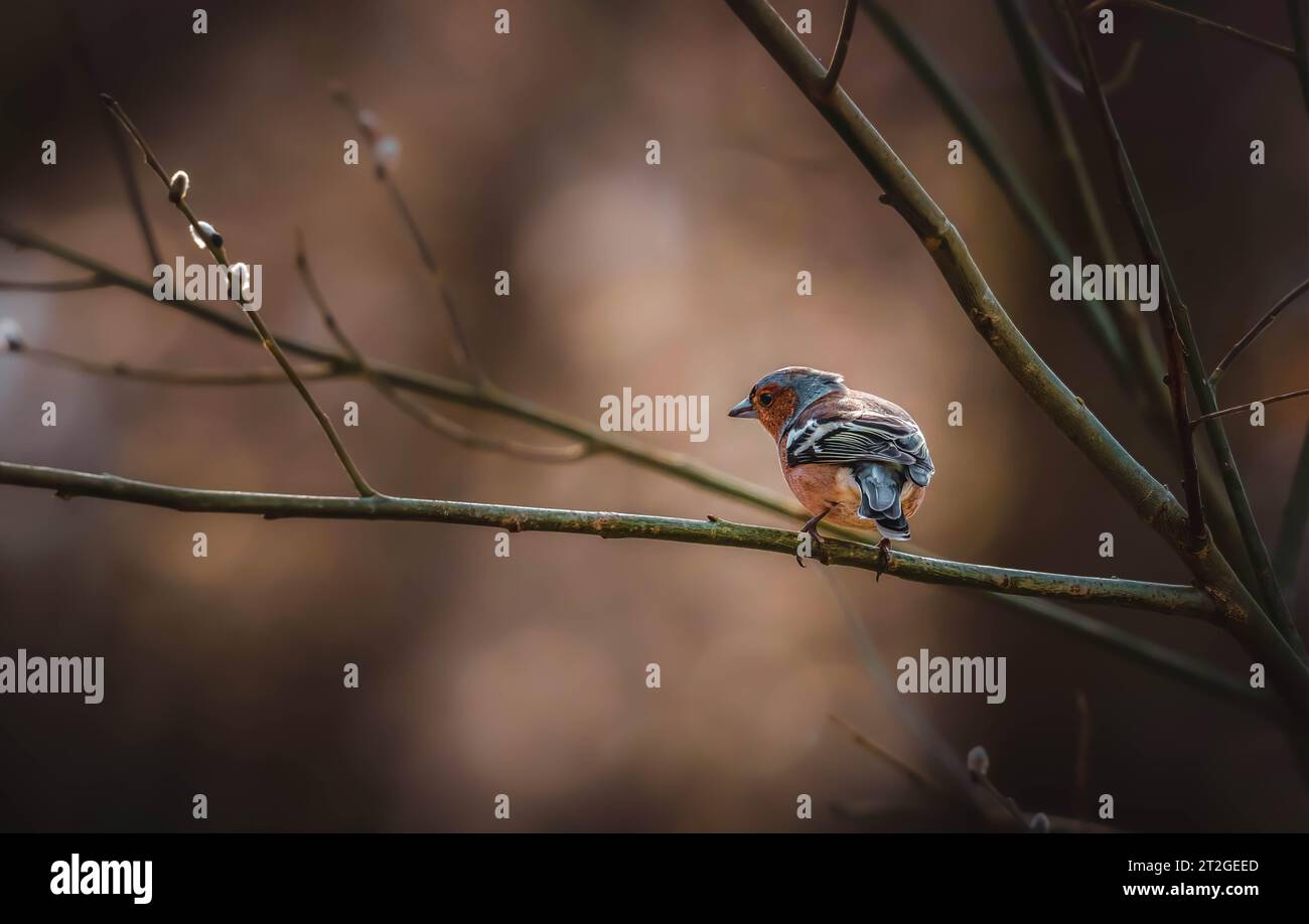 Dieses bezaubernde Bild zeigt einen Kaffinch auf einem herbstfarbenen Zweig, der die warme und gemütliche Atmosphäre im Wald einfängt. Stockfoto