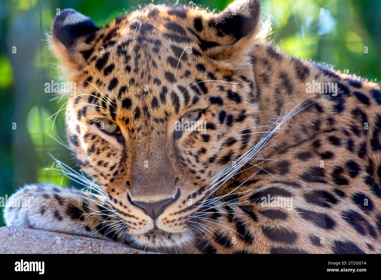 Nahporträt eines Leoparden, der sich entspannt und Augenkontakt macht Stockfoto