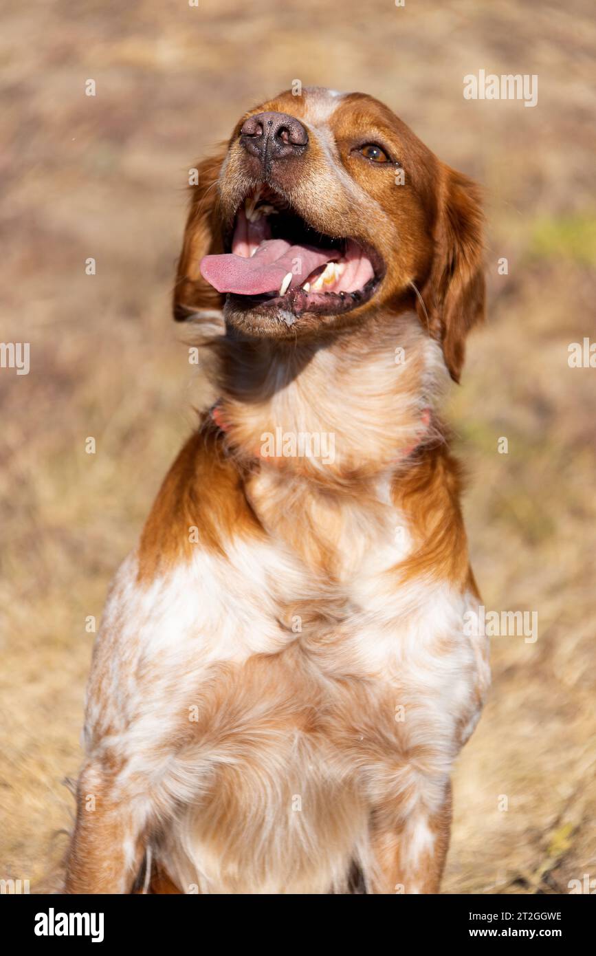 Brittany Epanel bretonisches Porträt eines Hundes in orange-weißen französischen farben, der mit der Zunge hängt und ruht, rennt, im Sommer auf dem Feld liegt. Britt Stockfoto