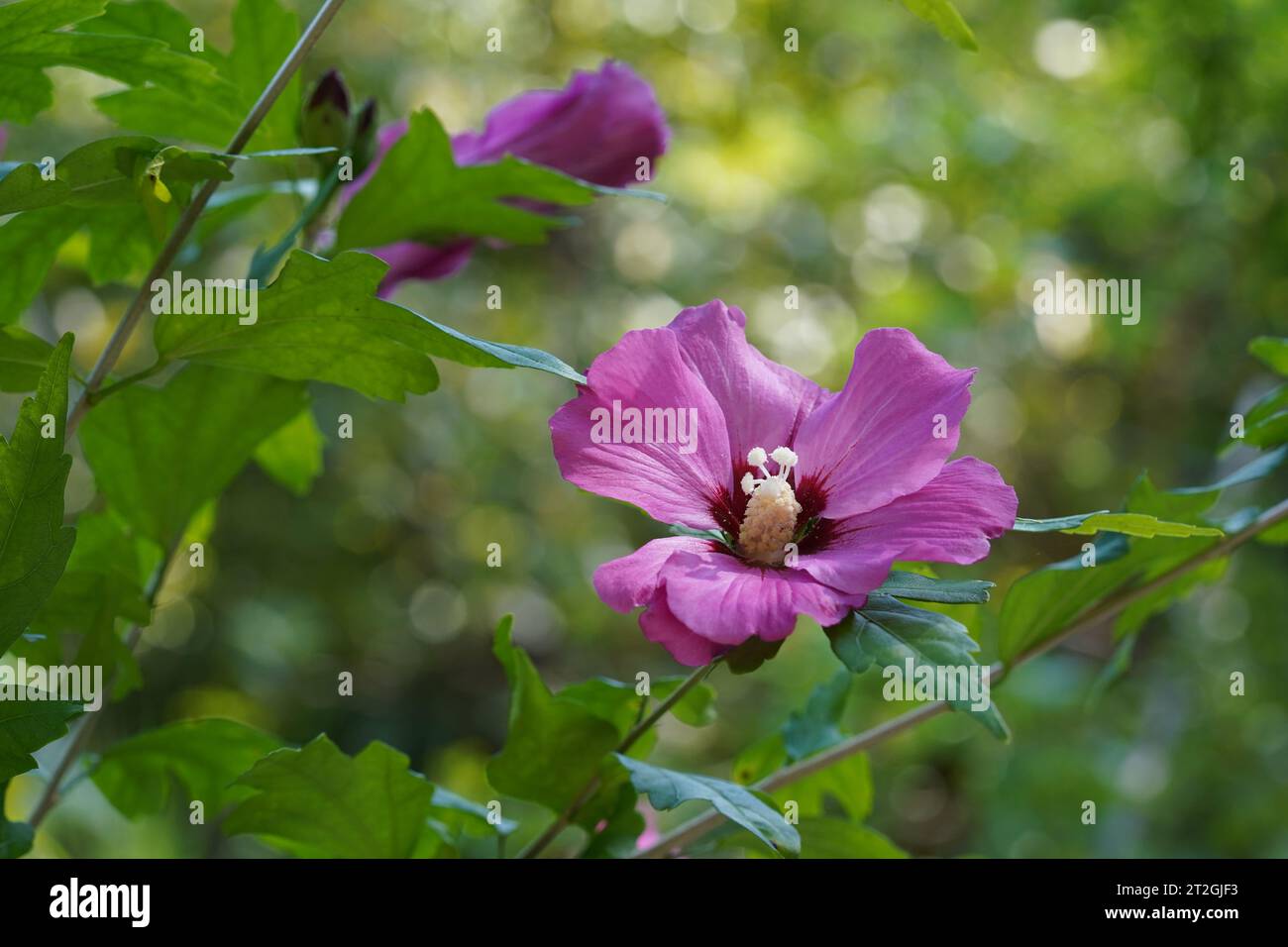 Blume im lateinischen hibiscus syricus, die zur Familie Malvaceae gehört. Auf dem Hintergrund sind Blätter und eine Knospe einer anderen Blume. Stockfoto