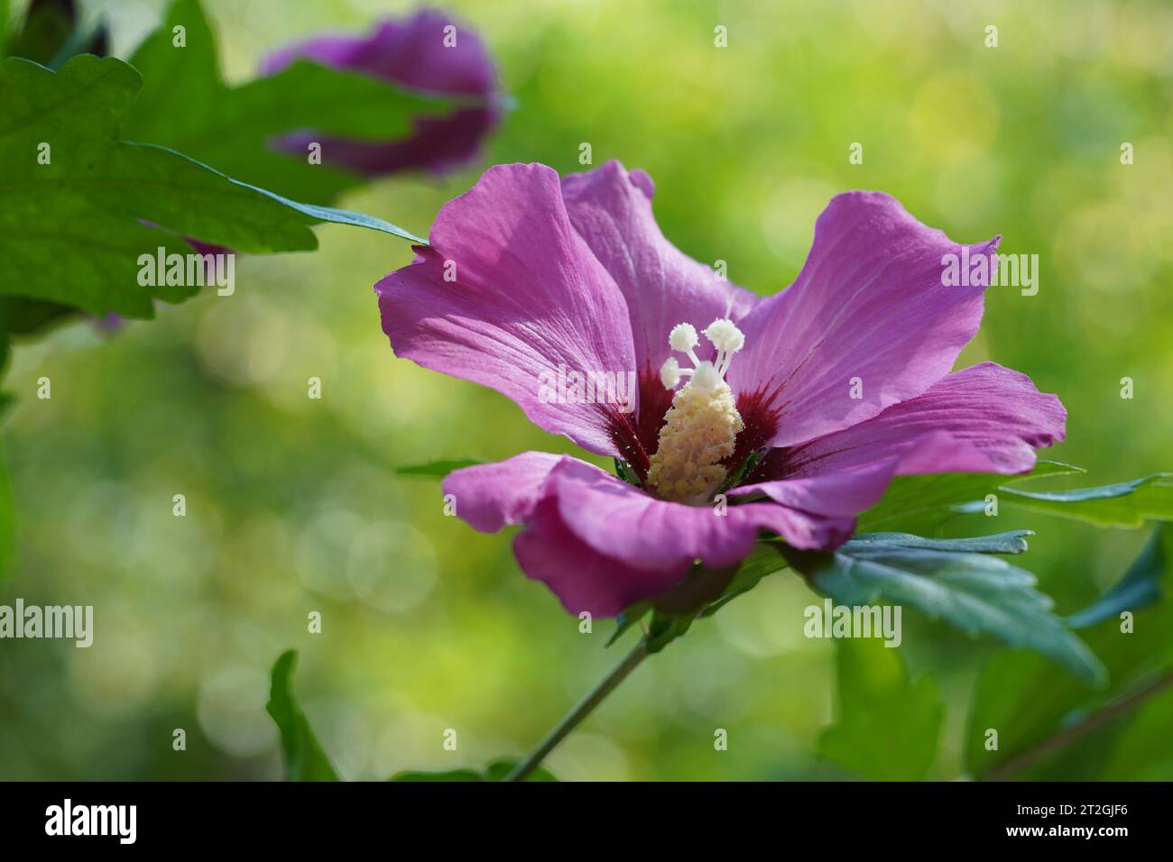 Blume im lateinischen hibiscus syricus, die zur Familie Malvaceae gehört. Auf dem Hintergrund sind Blätter und eine Knospe einer anderen Blume. Stockfoto