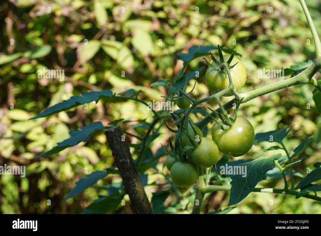 Unreife Tomatenfrüchte von grüner Farbe wachsen auf der Tomatenpflanze. Geeignet als Hintergrund für Gemüse-, Landwirtschafts- oder Gartenthemen. Stockfoto