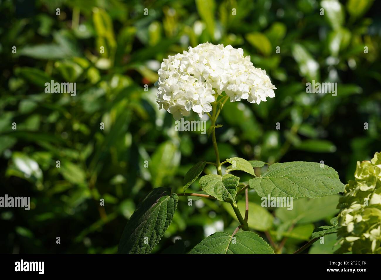 Hortensie oder auch Hortensia genannt, mit weißen Blüten. Ein Detail der Blütenstände mit grünen Blättern. Stockfoto