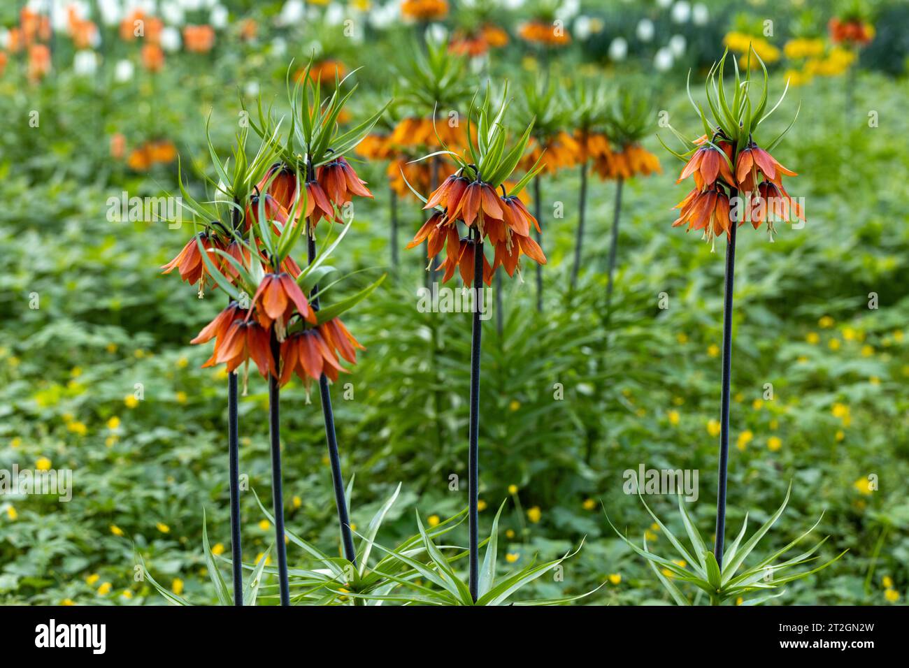 Im Frühling blüht die Pulsatilla vulgaris im Garten rot Stockfoto