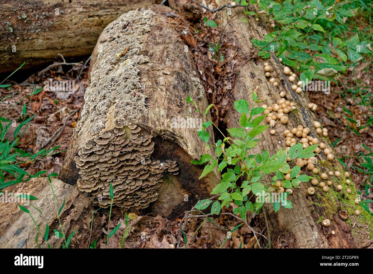Putenschwanzpilz bedeckt einen geschnittenen Stamm und einen weiteren Stamm voller runder Pilze zusammen, der im Herbst im Schatten auf dem Waldgrund liegt Stockfoto