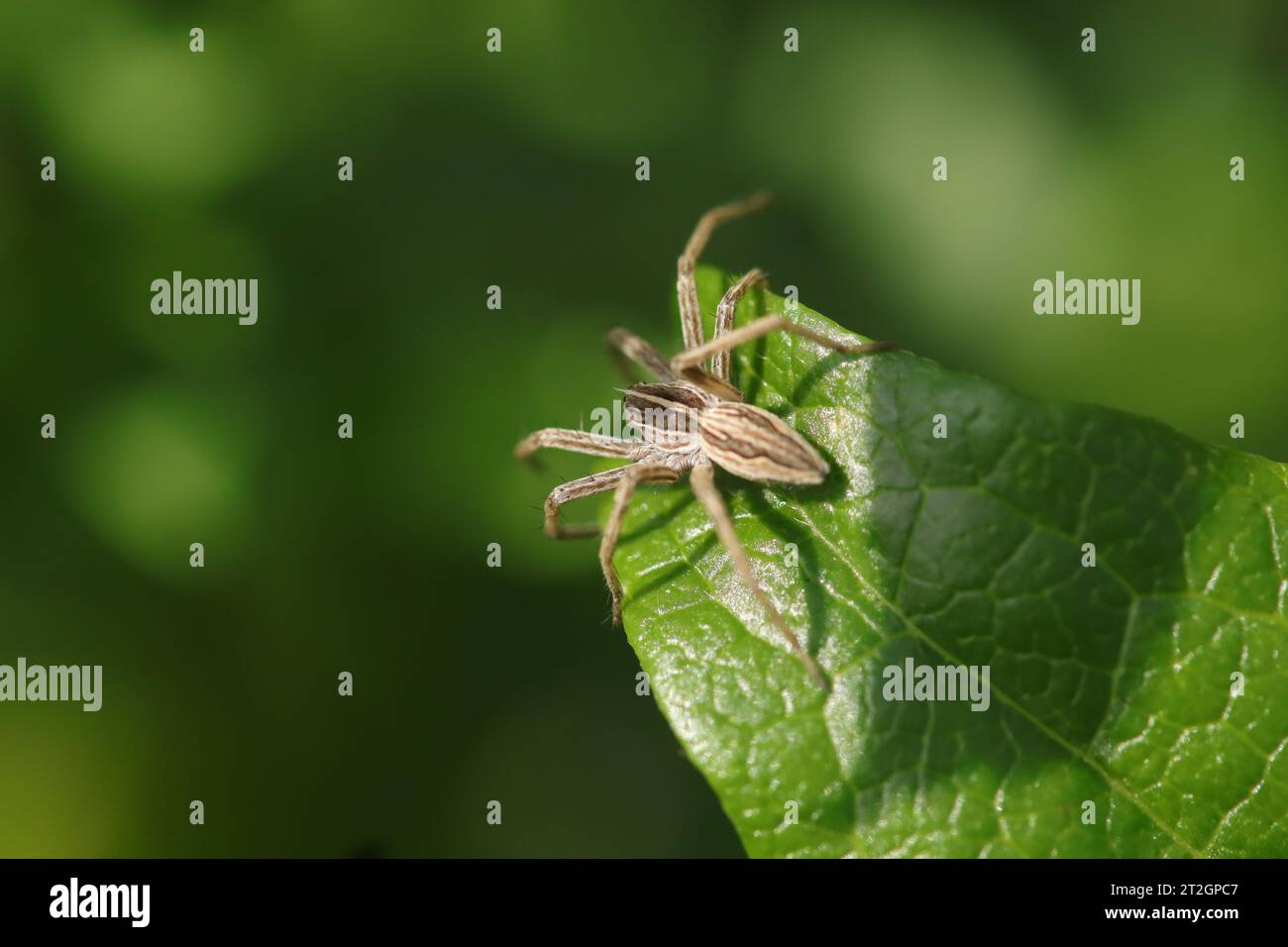 Pisaure bewundernswert (Pisaura mirabilis) Pisaura mirabilis in seinem natürlichen Element Stockfoto