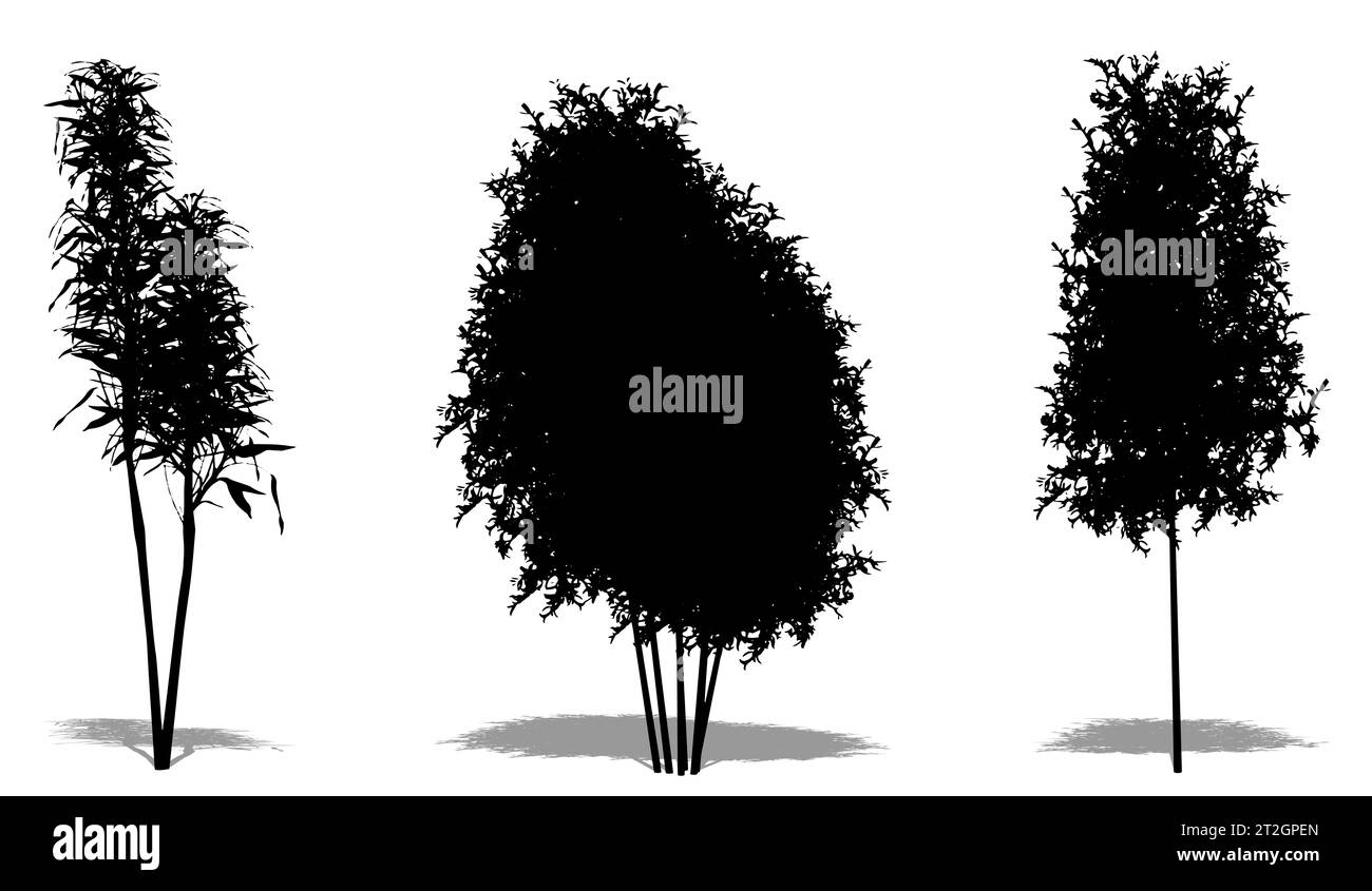 Set oder Sammlung von Bambusbäumen als schwarze Silhouette auf weißem Hintergrund. Konzept oder konzeptionelle 3D-Illustration für Natur, Planet, Ökologie und Kontra Stockfoto