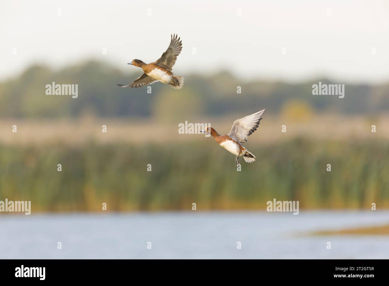 Eurasische Zauberin Mareca penelope, Erwachsenenpaare fliegen, Suffolk, England, Oktober Stockfoto