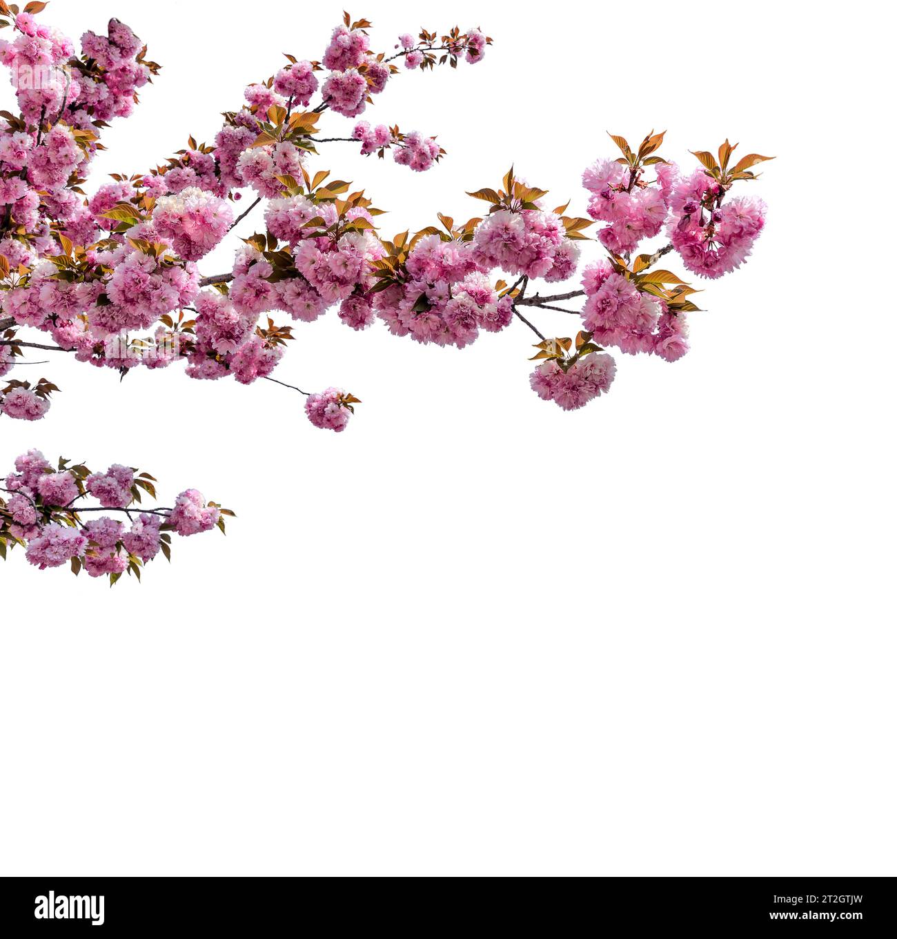 Rosafarbene Sakura-Blüten im Frühling. Rosa Kirschblütenzweig isoliert auf weiß mit Beschneidungspfad inkl. Idealer Rahmen für Grafikdesigns und Begrüßungen c Stockfoto