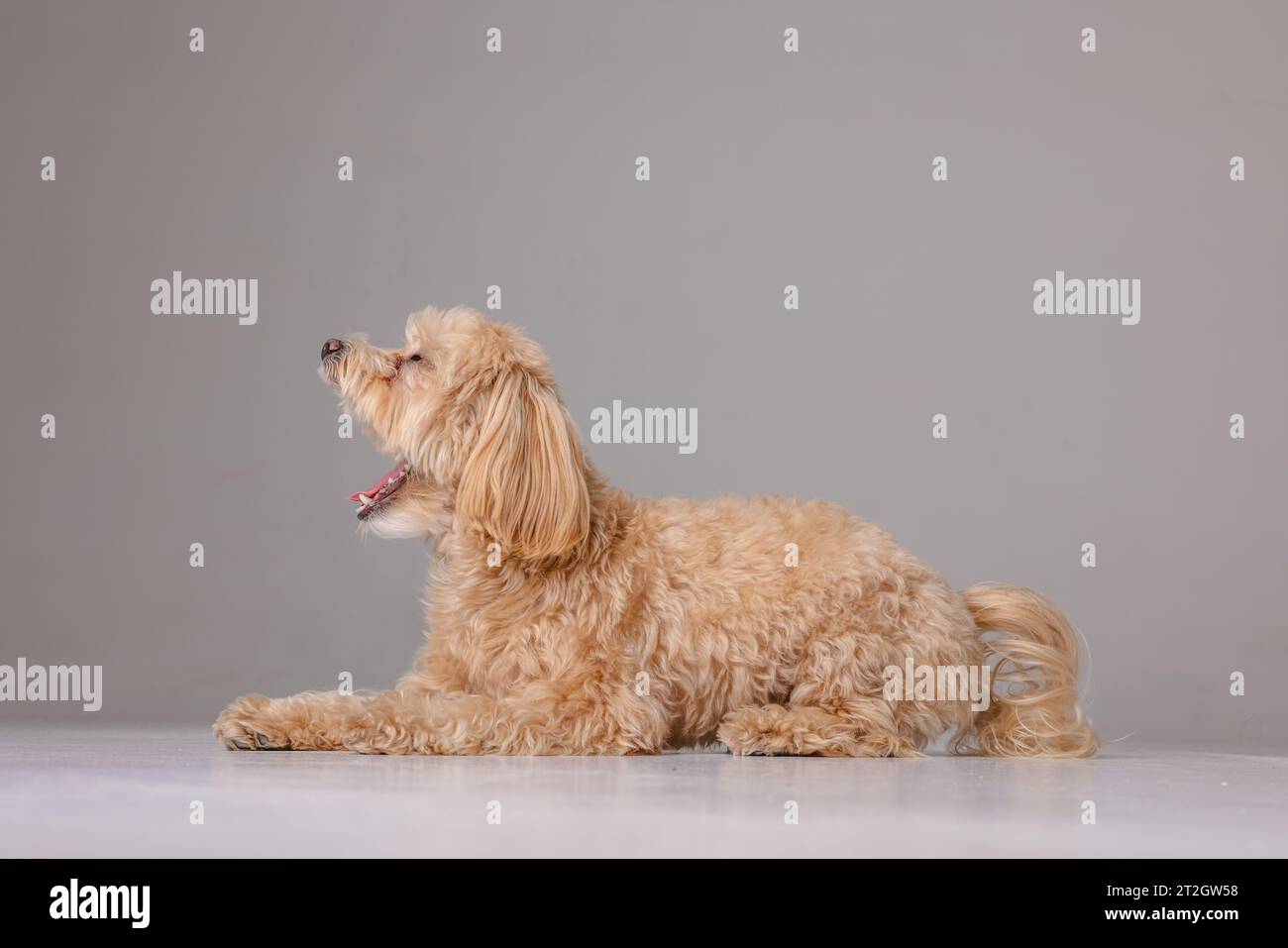 Maltipoo Hundeporträt auf weißem Hintergrund, Happy Dogs Konzept Stockfoto