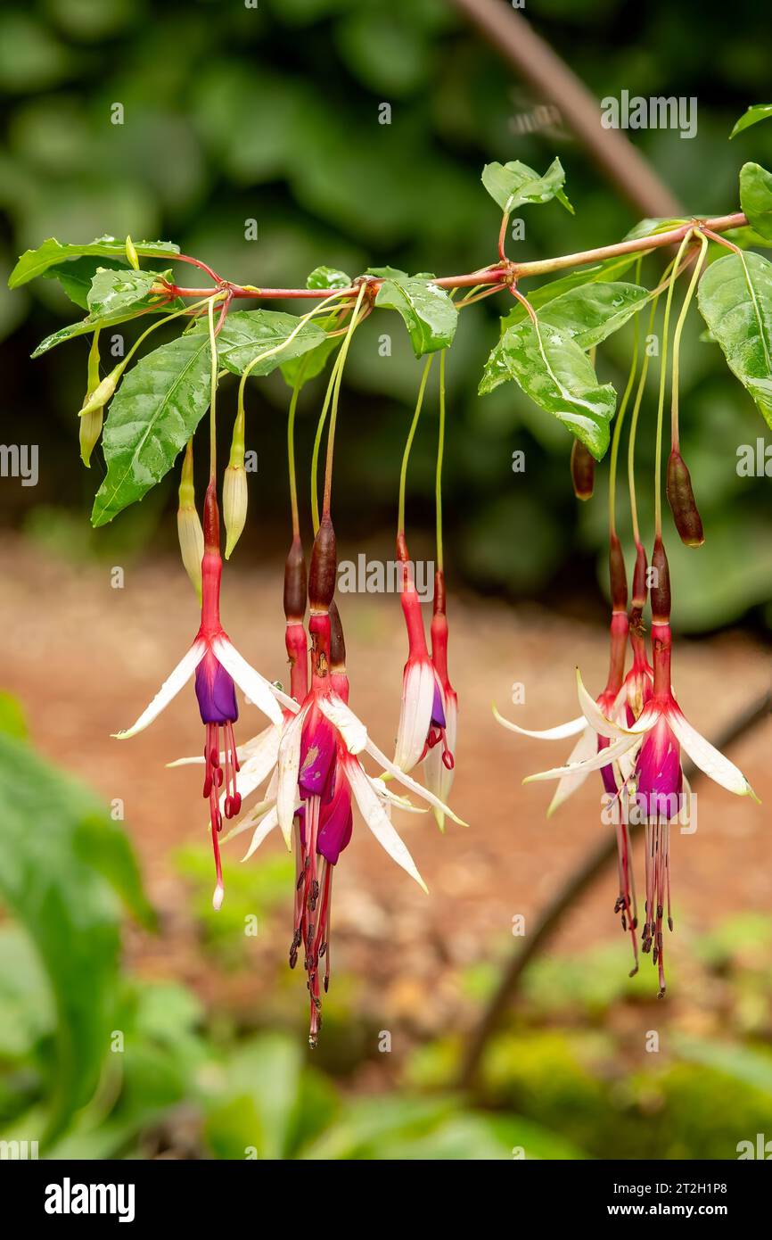 Fuchsia magellanica Lady Bacon Stockfoto