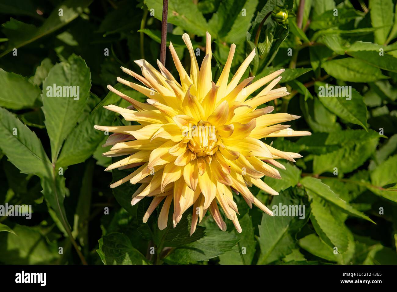 Dahlia Cabana Banana Stockfoto