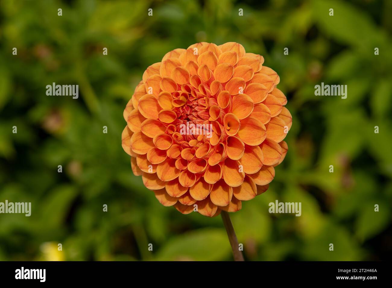 Dahlia Sylvia Stockfoto