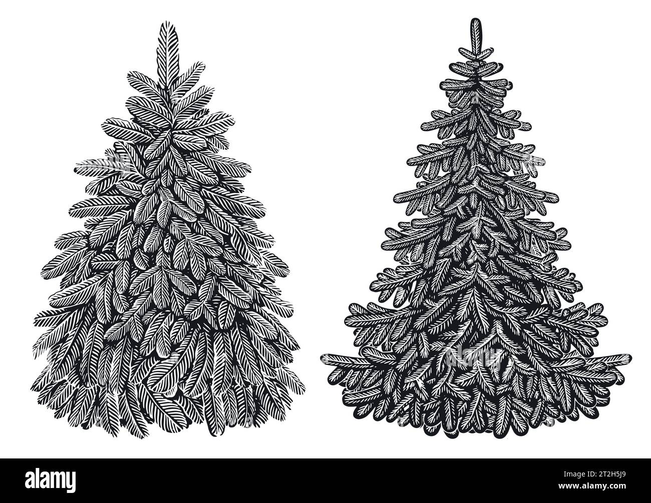 Handgezeichneter wunderschöner immergrüner Tannenbaum im Vintage-Gravurstil. Illustration des Skizzenvektors Stock Vektor