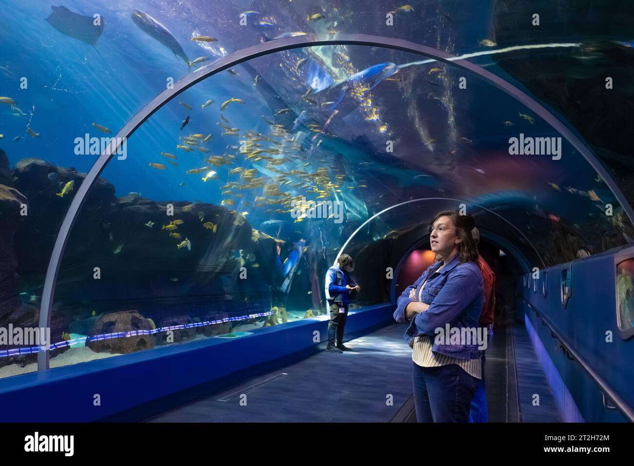 Unterwasserblick vom Ocean Voyager Acryltunnel im Georgia Aquarium, dem größten Aquarium der Vereinigten Staaten, in Atlanta, Georgia. (USA) Stockfoto