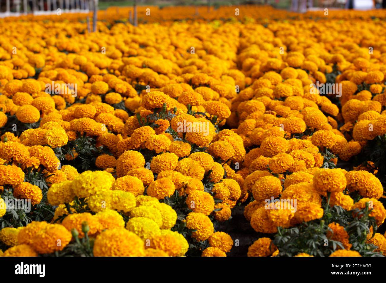 Mexiko-Stadt, Mexiko. Oktober 2023. Cempasuchil Blumenfelder im ejido in San Gregorio Atlapulco im Büro des Bürgermeisters von Xochimilco in Mexiko-Stadt. Am 19. Oktober 2023 in Mexiko-Stadt, Mexiko (Credit Image: © Luis Barron/eyepix via ZUMA Press Wire) NUR REDAKTIONELLE VERWENDUNG! Nicht für kommerzielle ZWECKE! Stockfoto