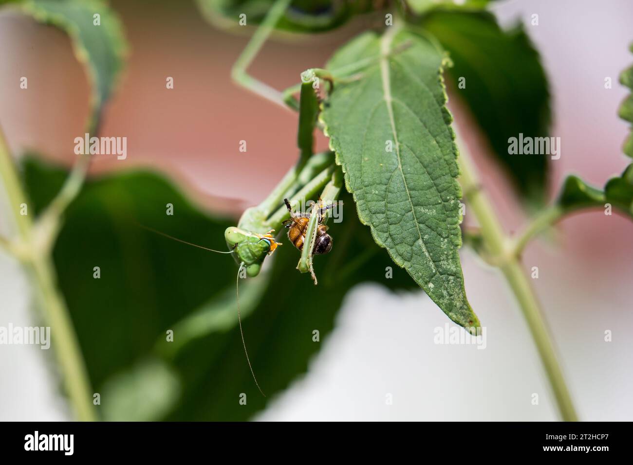 Betende Mantis, die eine Biene auf einer Blauen Hexenhut Pflanze (Pycnostachys urticifolia) isst, die in einem südkalifornischen Garten wächst Stockfoto