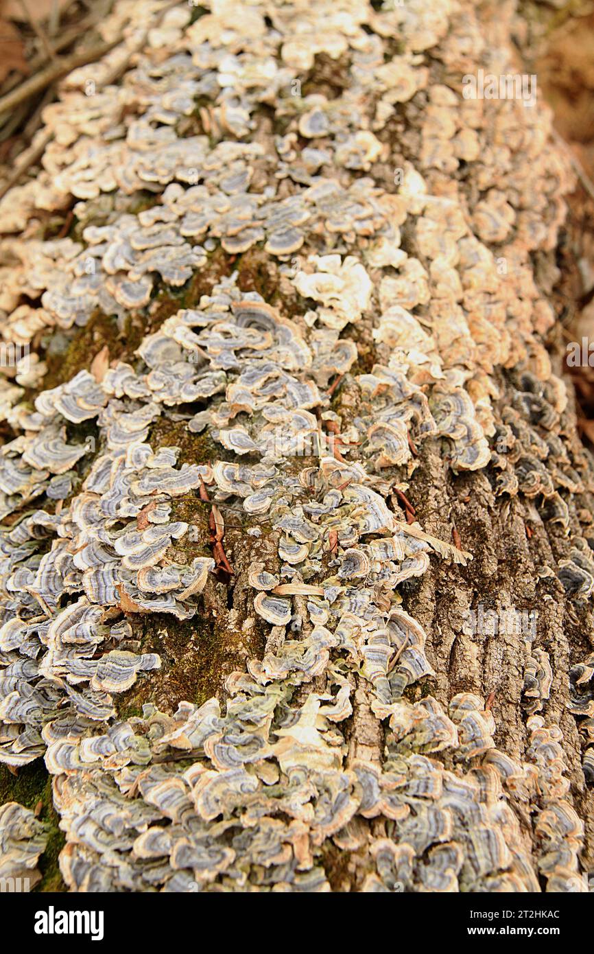 Nahaufnahme von Pilzen, die auf einem toten Baum in Virginia, USA wachsen Stockfoto