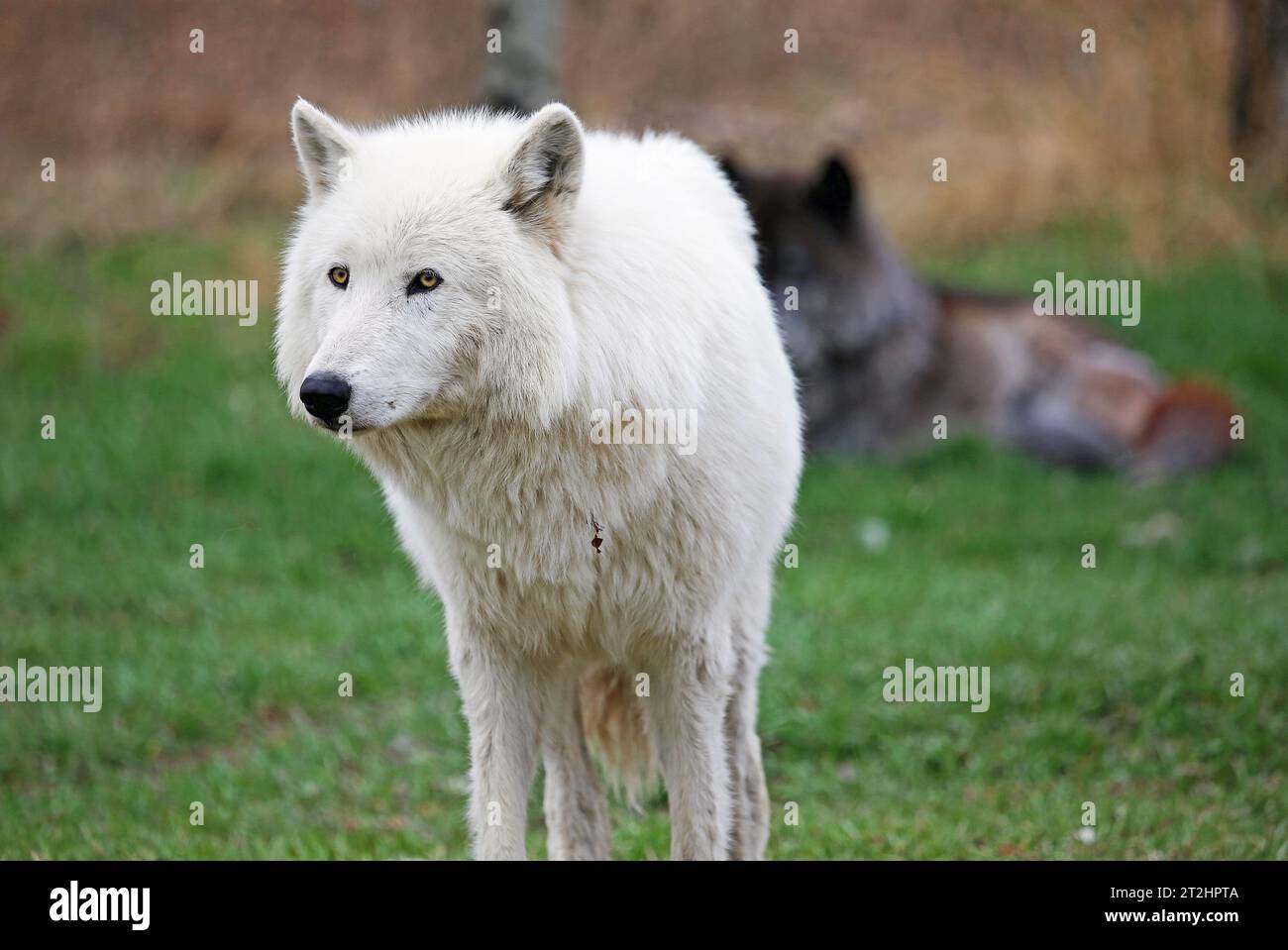 Arktis weiblicher Wolfdog - Kanada Stockfoto