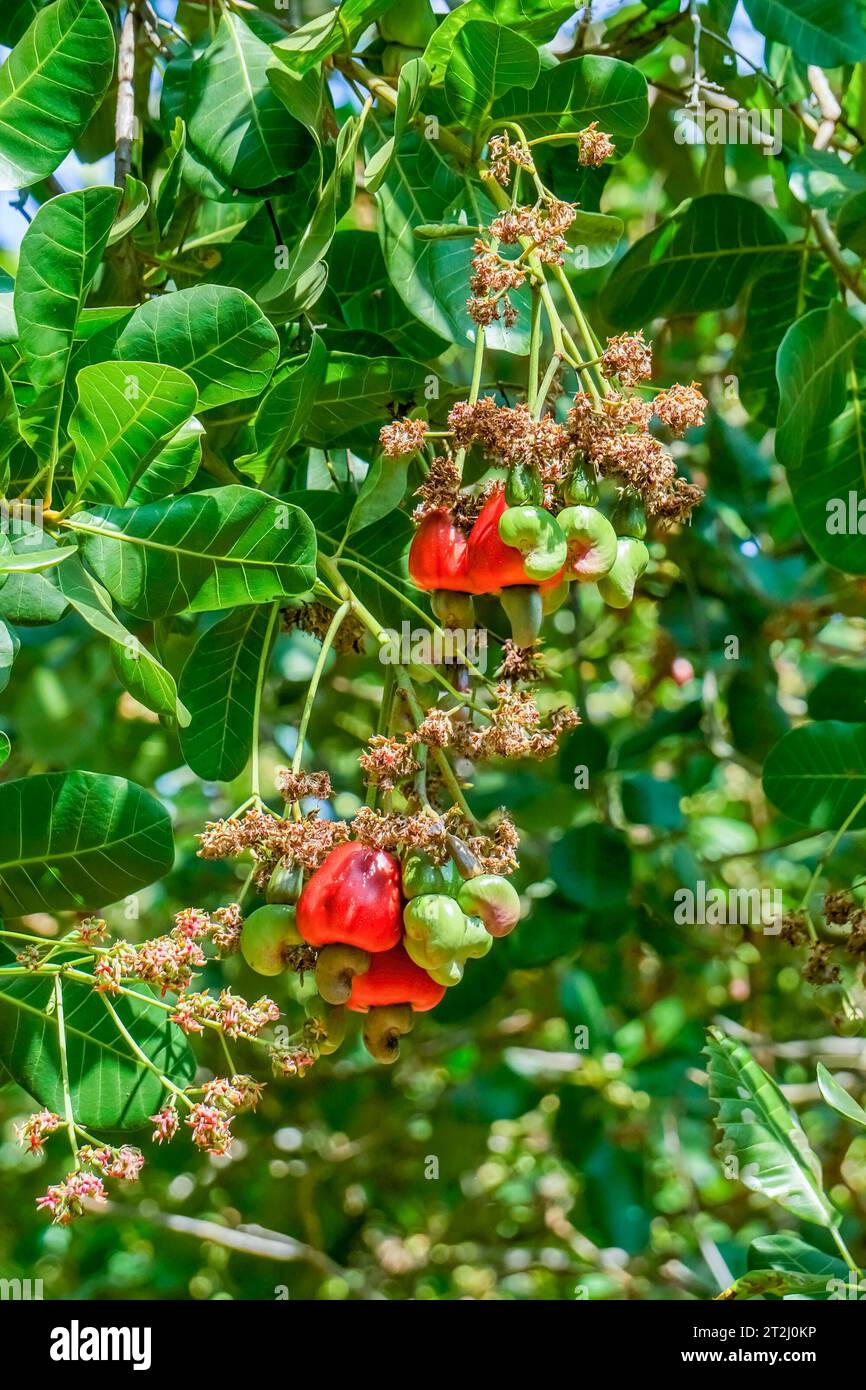 Cashew ist auf dem Baum. Cashew-Nüsse. Cashew-Baum. Die Farbe des roten Cashew. Binh Phuoc, Vietnam Stockfoto