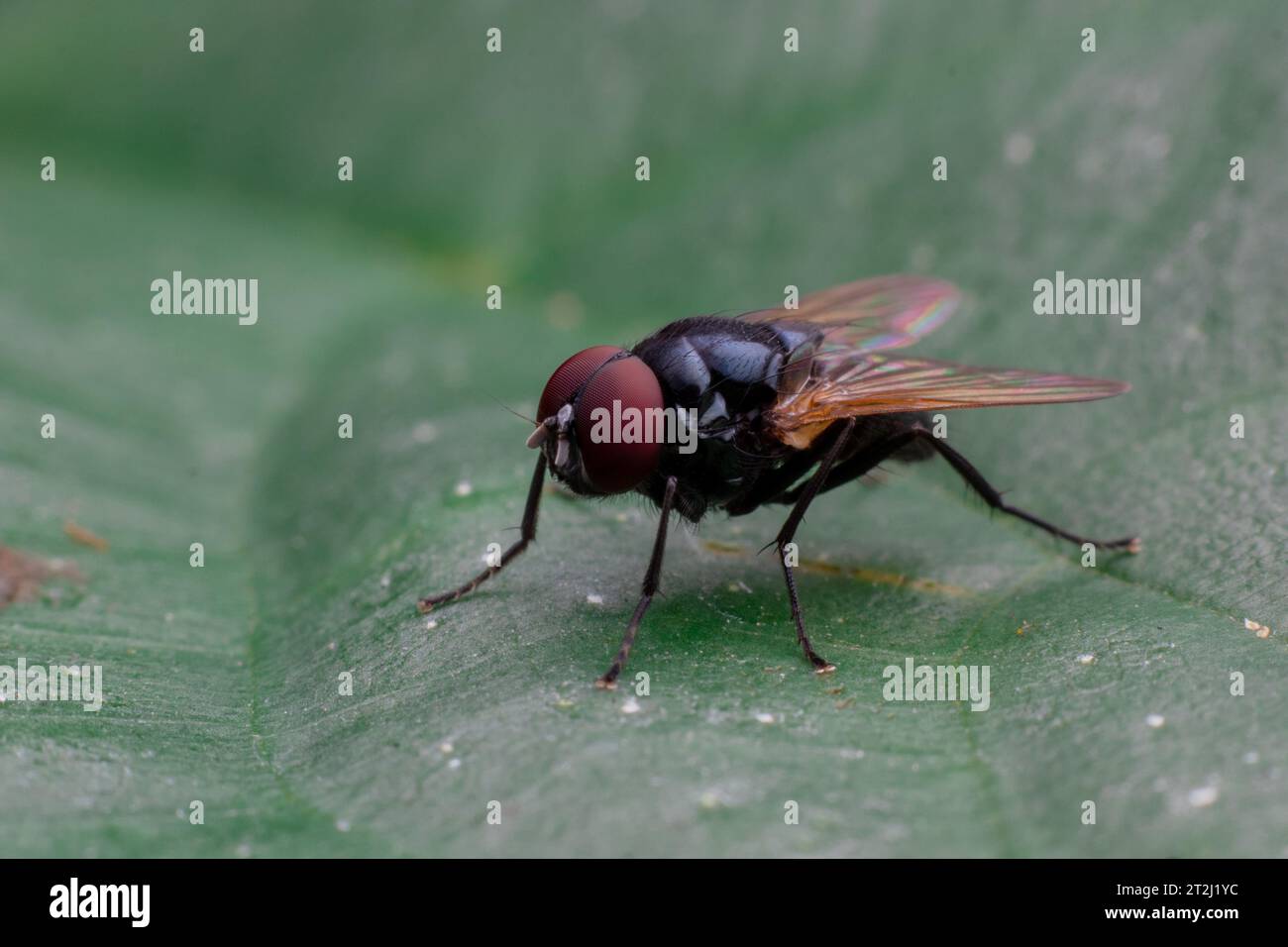 Makrofoto einer Fliege, die auf einem grünen Blatt links liegt Stockfoto