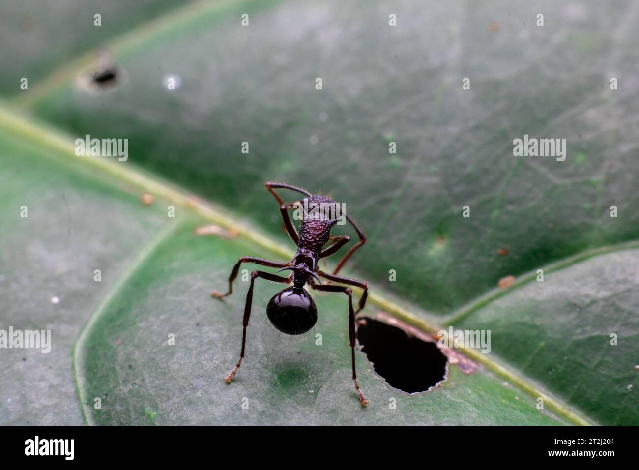 Einsame Ameise auf einem grünen Blatt Stockfoto