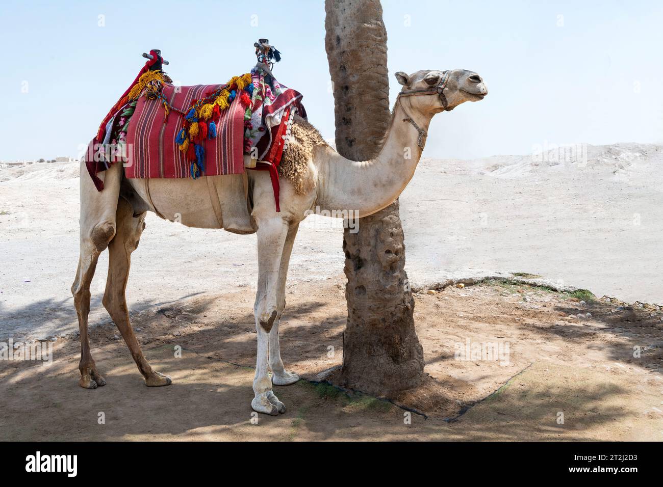 Kamel mit farbenfrohem Sattel in der judäischen Wüste in der Nähe der Judäischen Wüste, Israel, in der Nähe der Moschee von Nabi Musa. Stockfoto
