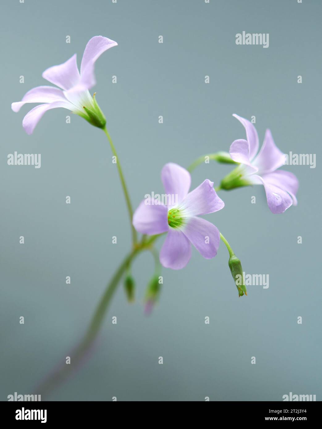 Schöne blassrosa fünfblättrige Blüten von Oxalis triangularis (oder falschem Schamrock) auf grauem Hintergrund. Natürlicher floraler Hintergrund. Selektiver Fokus Stockfoto