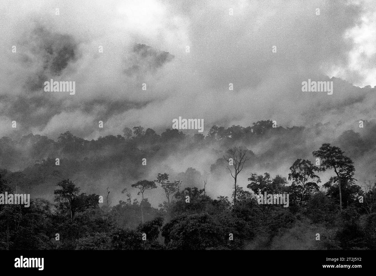 Tiefland-Regenwald am Fuße des Tangkoko-Berges, ein geschützter Lebensraum für viele Arten, einschließlich des endemischen Sulawesi-Schwarzkammermakaken (Macaca nigra) in Bitung, Nord-Sulawesi, Indonesien. Ein kürzlich von einem Team von Wissenschaftlern unter der Leitung von Marine Joly durchgeführter Bericht zeigt, dass die Temperatur im Tangkoko-Wald steigt. „Zwischen 2012 und 2020 stiegen die Temperaturen im Wald um bis zu 0,2 Grad Celsius pro Jahr an, und die Fruchtfülle insgesamt ging um 1 Prozent pro Jahr zurück“, schrieben sie im International Journal of Primatology. Es gibt schnell wachsende Beweise für die negativen Auswirkungen... Stockfoto