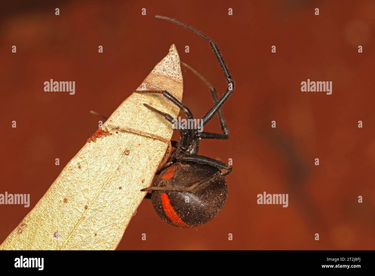 Australische Rote-Rücken-Spinne auf einem Blatt Stockfoto