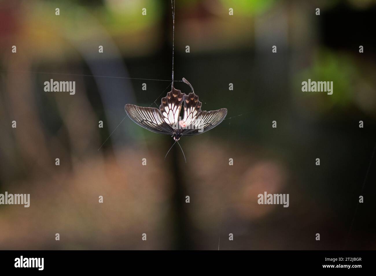 Schwalbenschwanz-Schmetterling im Spinnennetz gefangen. Ein wunderschöner Schmetterling steckt im Spinnennetz fest. Stockfoto