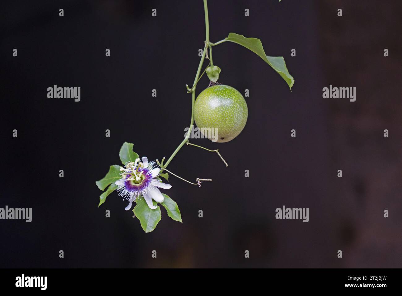 Unreife Passionsfrucht und Blume hängen an der Pflanze. Passiflora edulis Frucht, Blüte und laves auf der Rebe mit dunklem Hintergrund. Stockfoto