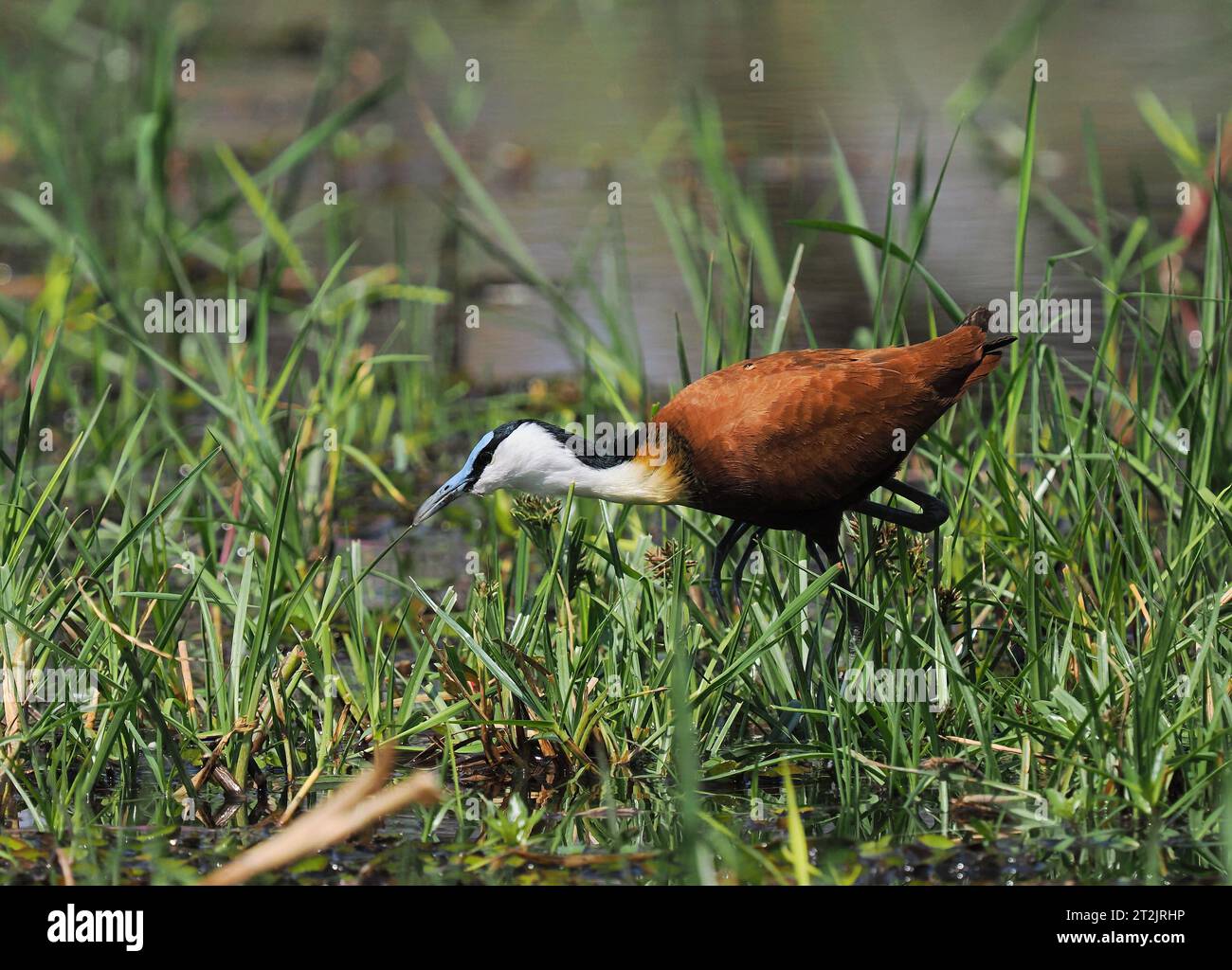 Afrikanische Jacana ist ein häufiger Vogel im Okavango-Delta in Botswana. Stockfoto