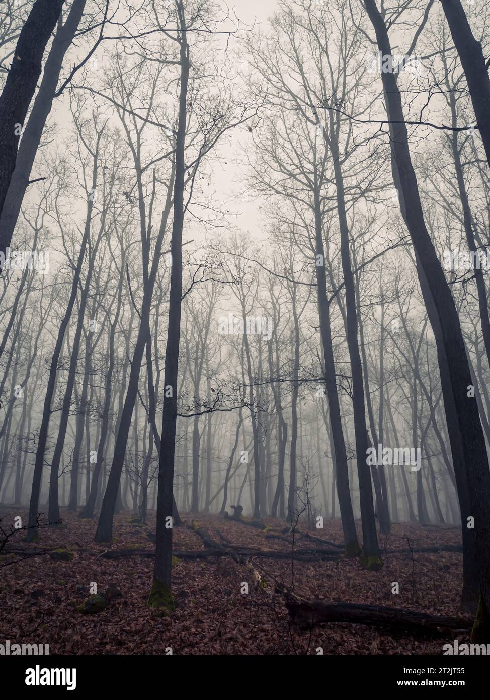 Neblige geheimnisvolle, gruselige Fantasy-Horror-Waldlandschaft im Herbst Winter stimmungsvolle Stimmung Stockfoto