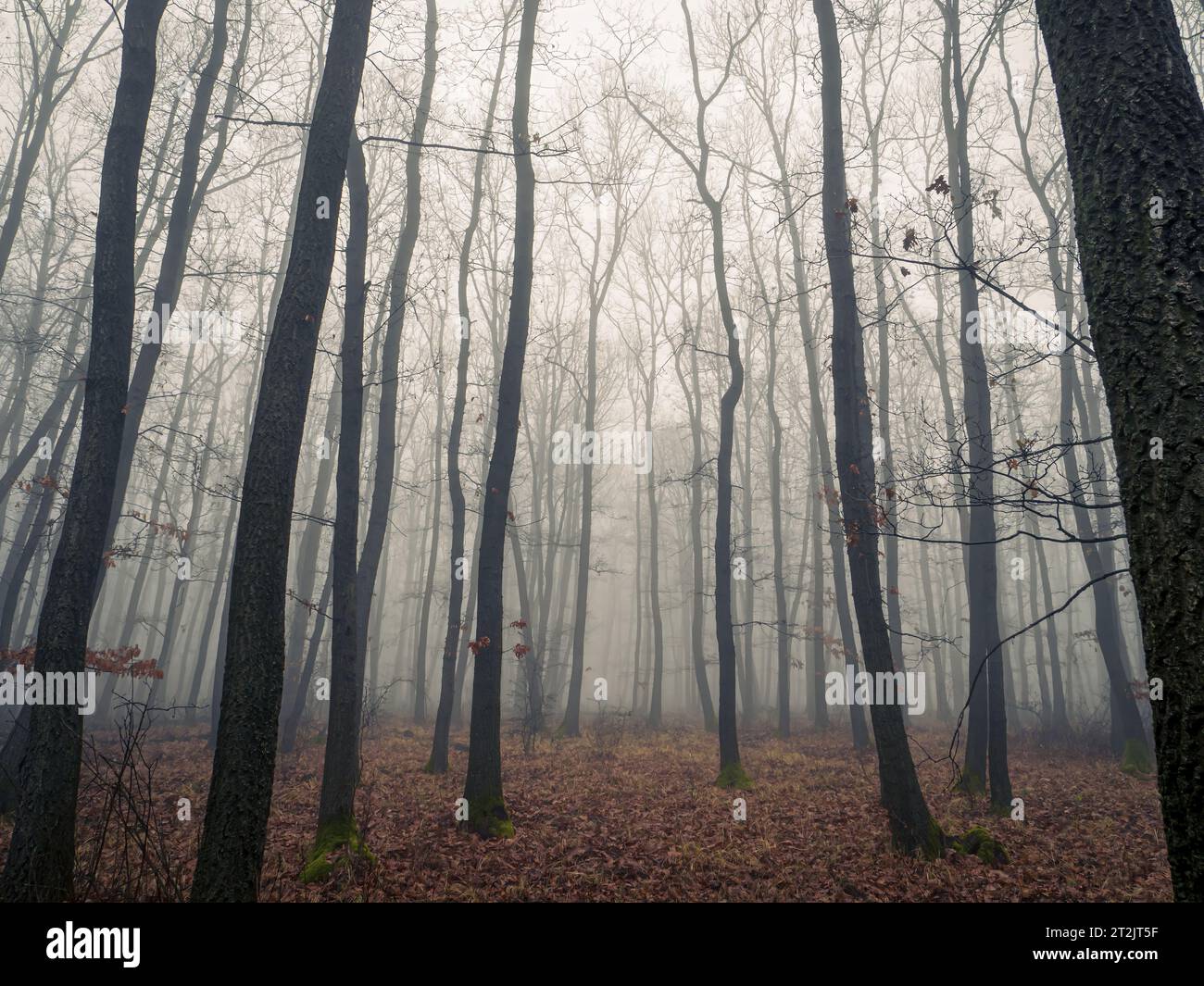 Neblige geheimnisvolle, gruselige Fantasy-Horror-Waldlandschaft im Herbst Winter stimmungsvolle Stimmung Stockfoto