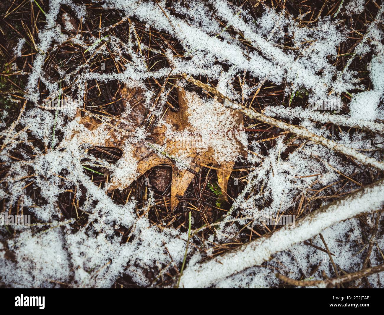Detailaufnahme des Winterwaldbodens mit umgefallenen Blättern und Ästen unter Schnee Stockfoto