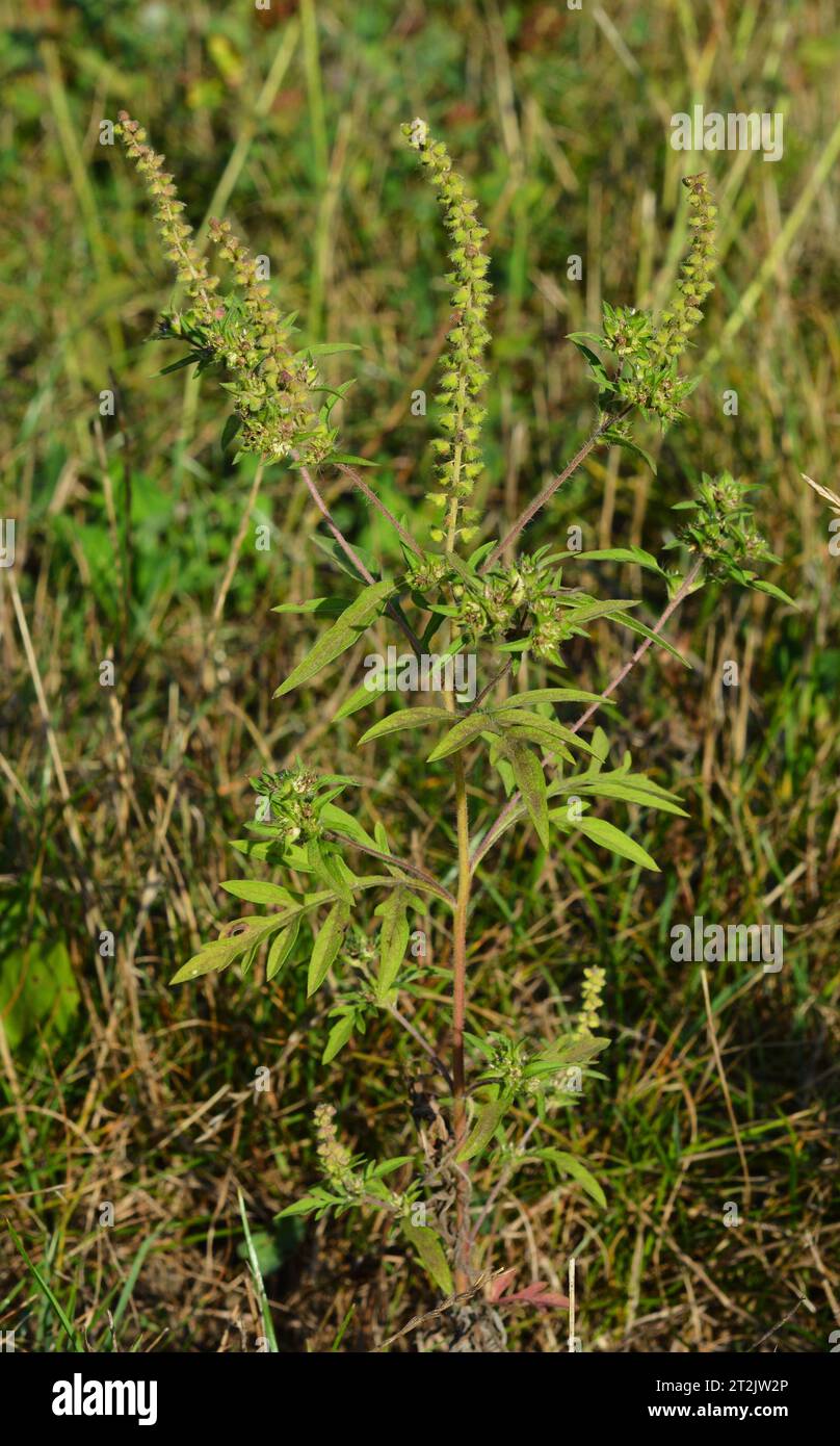 Ambrosia artemisiifolia mit den gebräuchlichen Bezeichnungen Common Ragweed, Annual Ragweed und Low Ragweed. Stockfoto